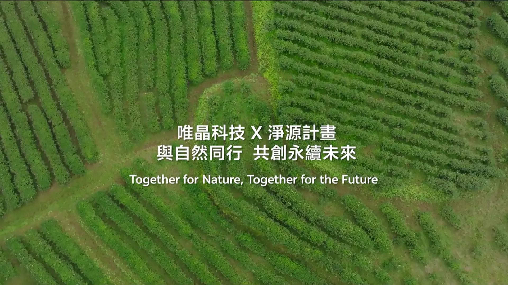 2025-green-promise-in-the-tea-garden